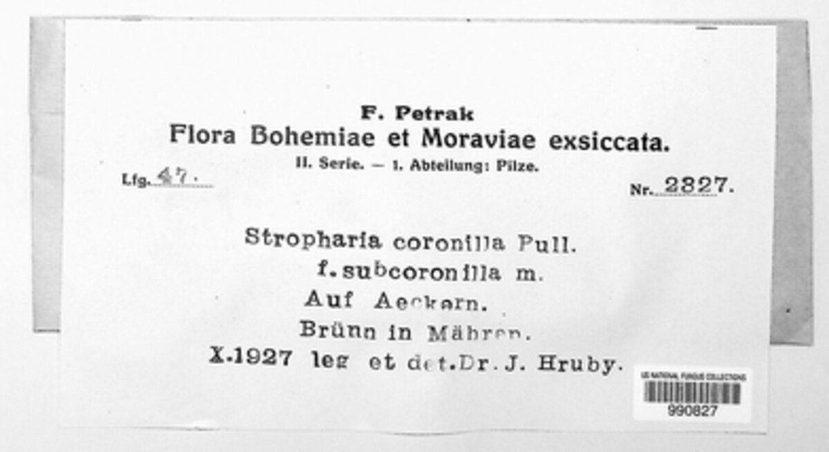 Psilocybe coronilla image